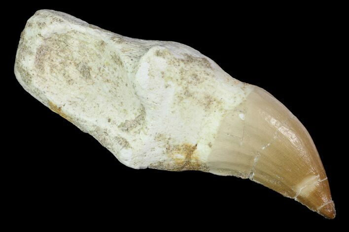 Fossil Rooted Unidentified Mosasaur Tooth - Morocco #117047